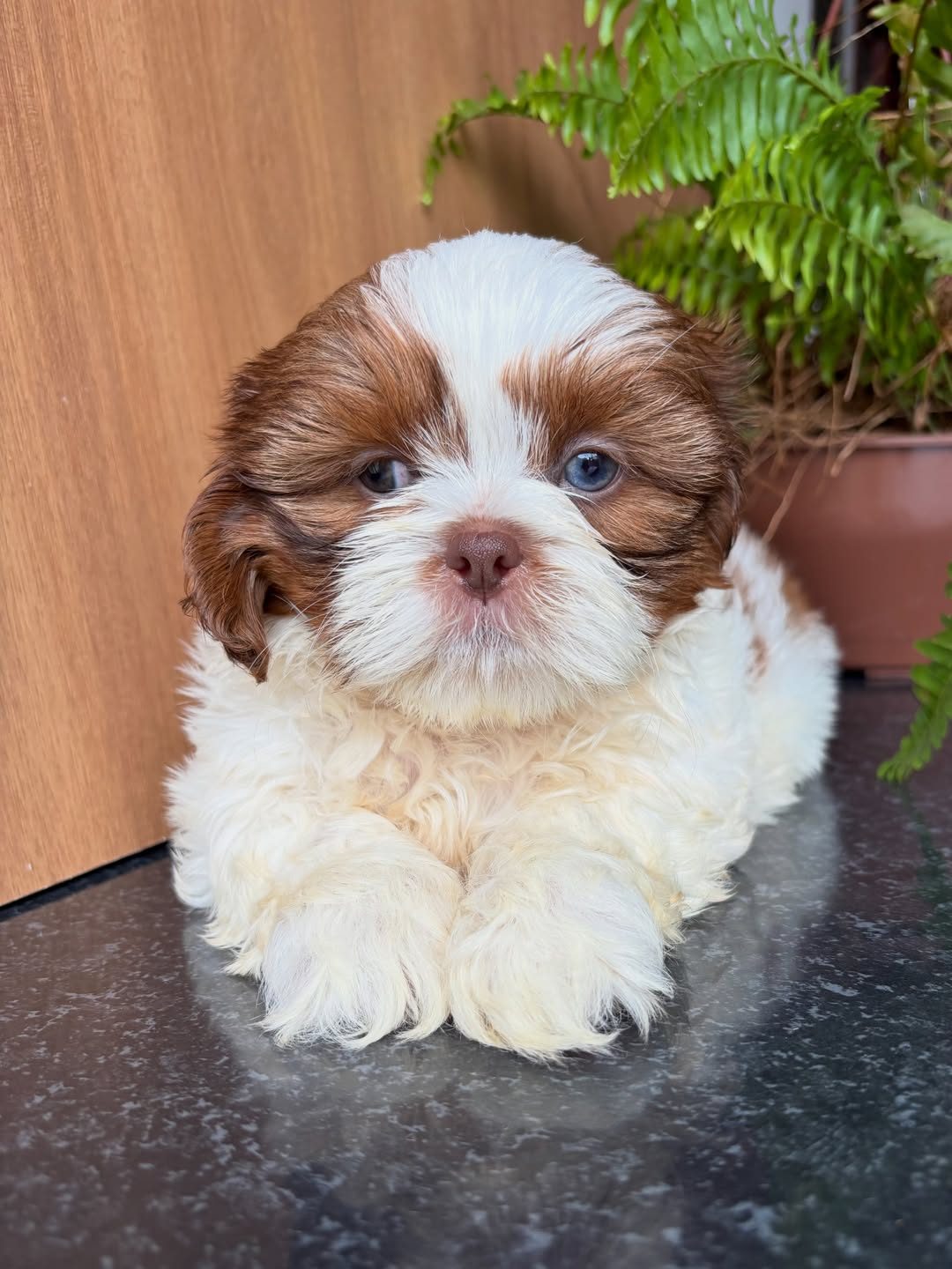 Oliver