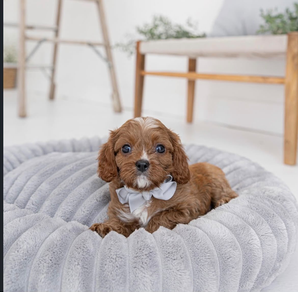Sophie