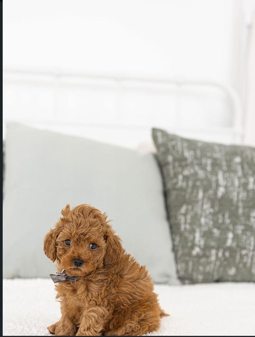 Teddy