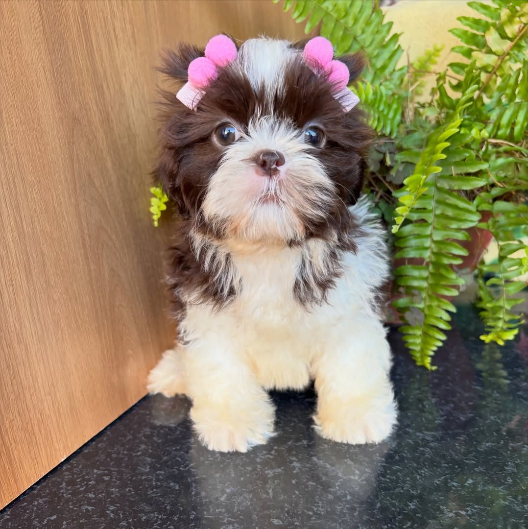 Bella