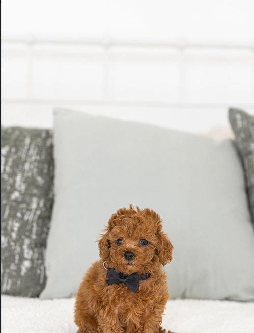 Murphy