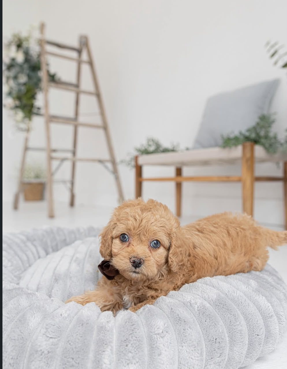 Penny