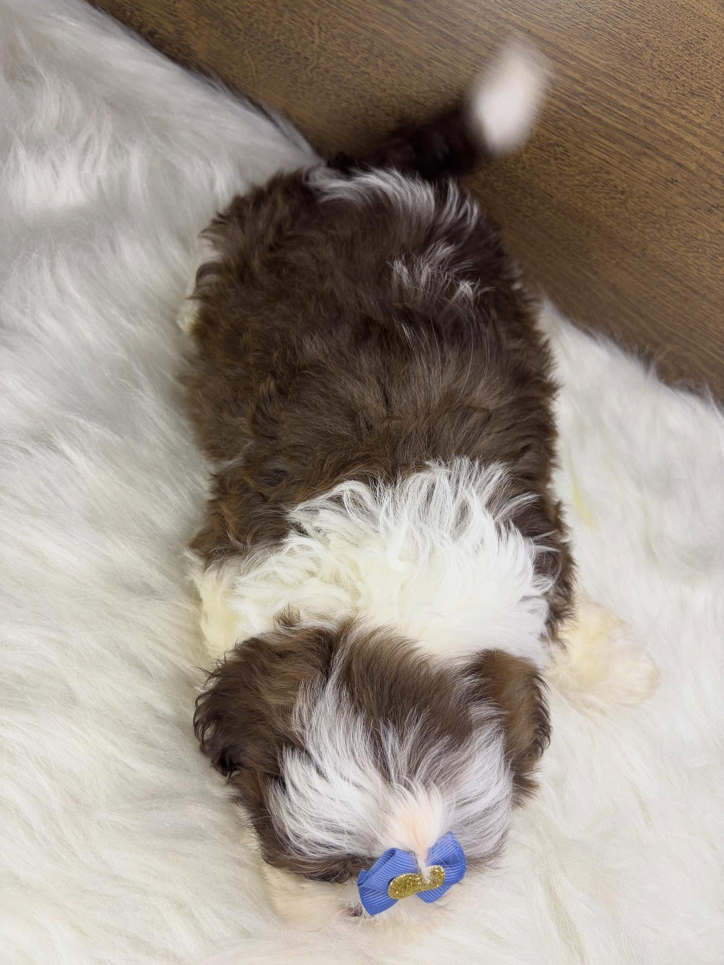 Teddy