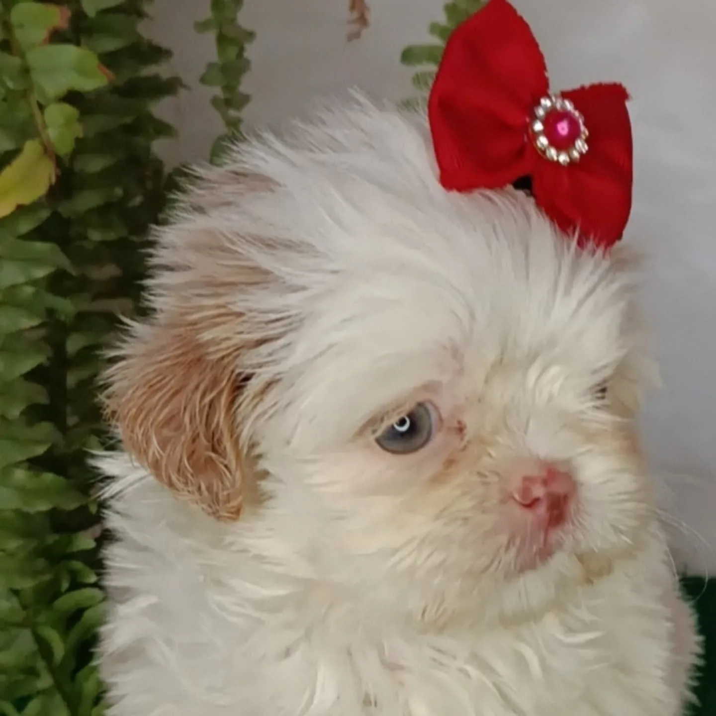 Daisy