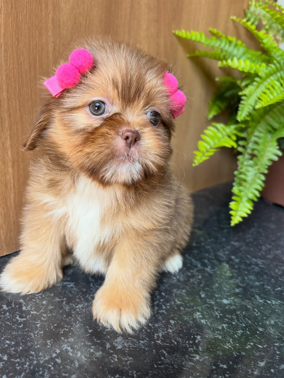 Lily