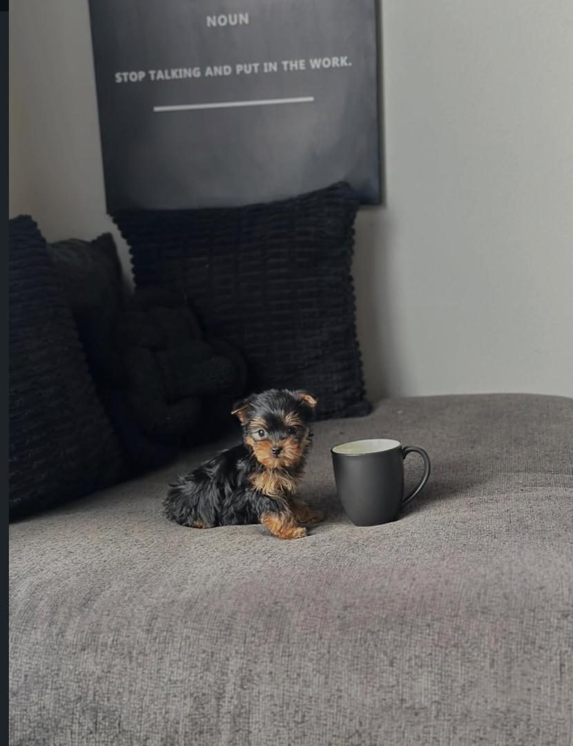Tino