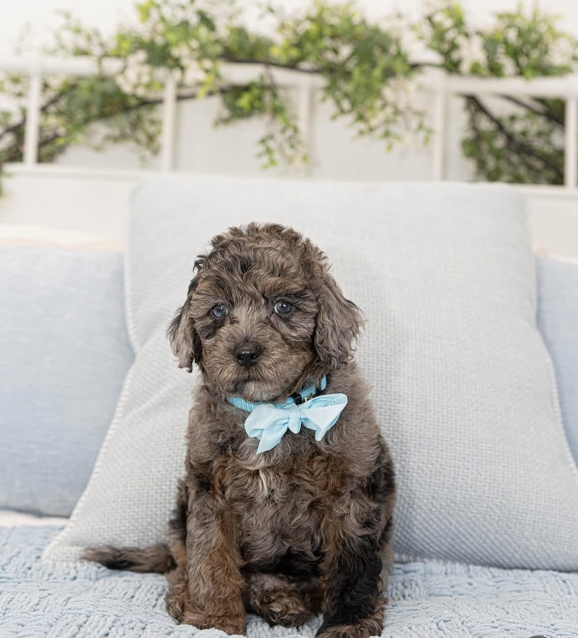 Louie