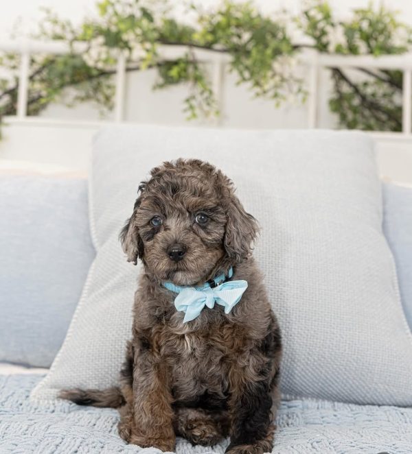 Louie, Cavapoo