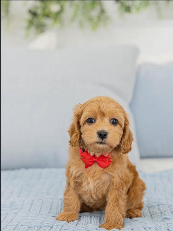 Yuzu, Toy Poodle