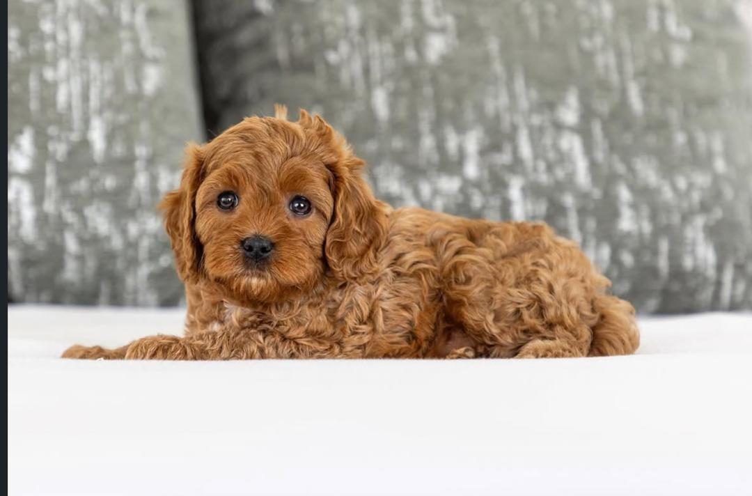 Fleece