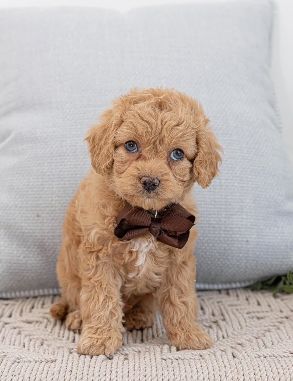 Penny