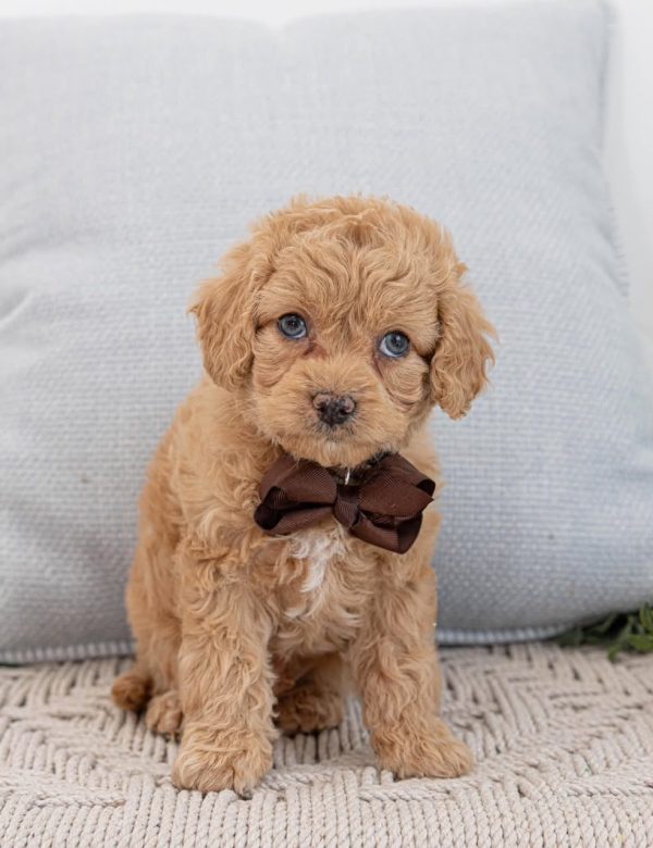 Penny, Cavapoo