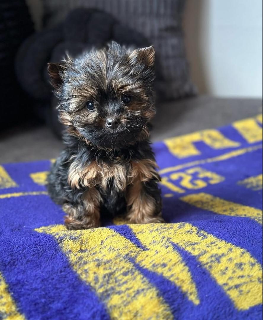 Max