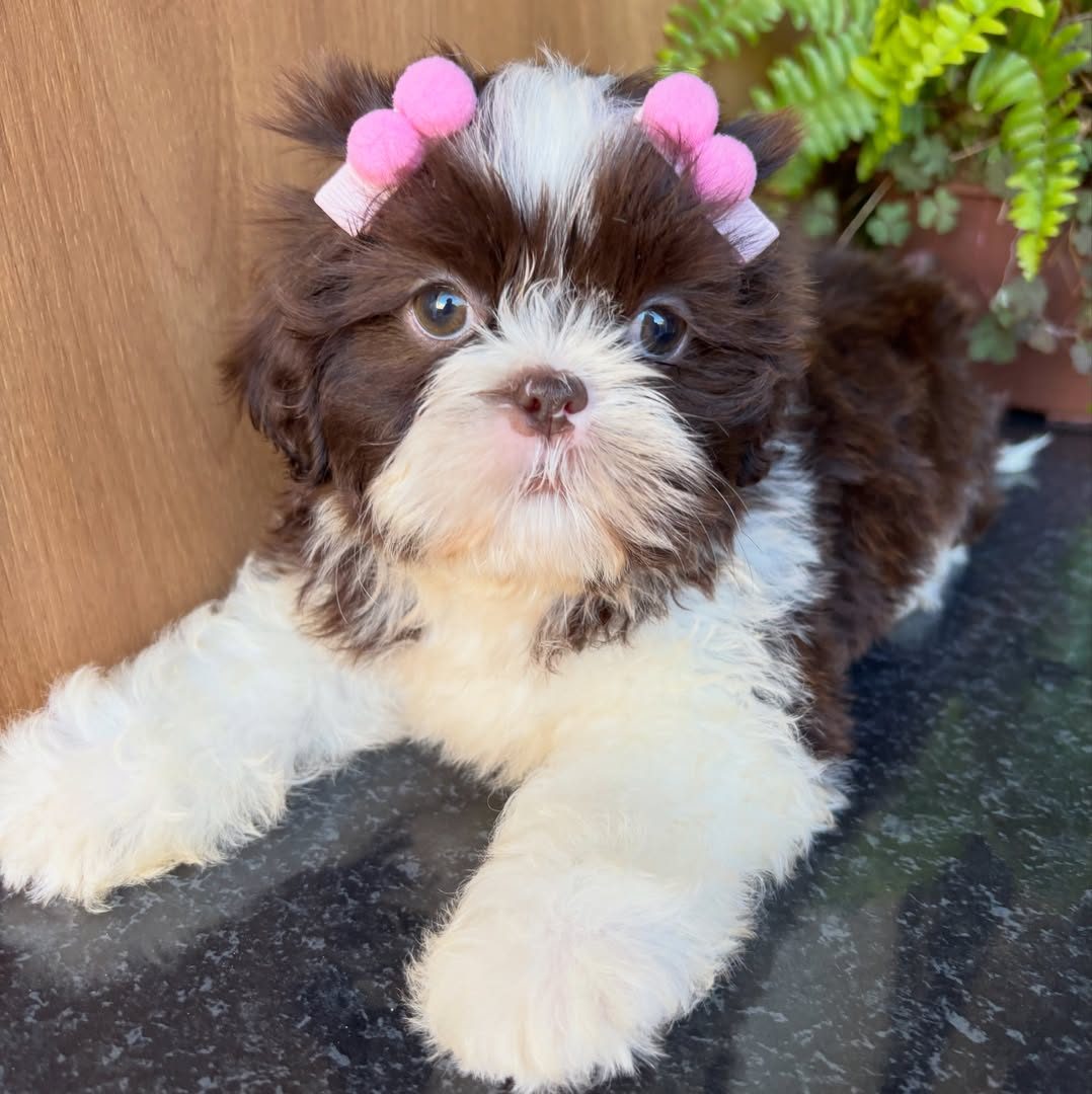 Bella