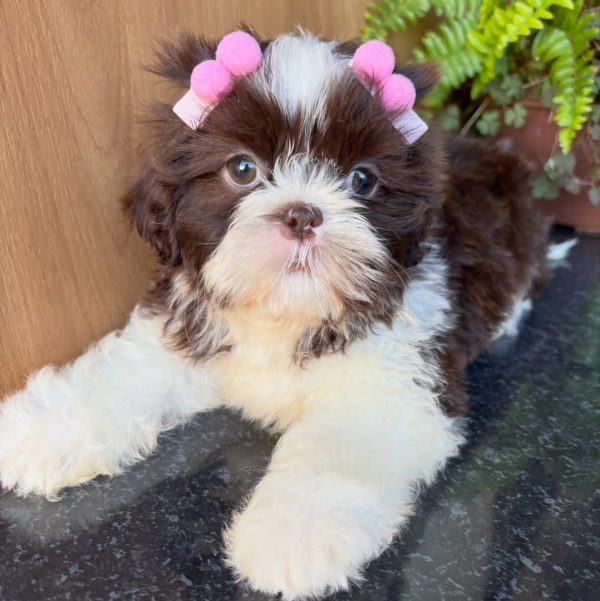 Bella, Shih Tzu