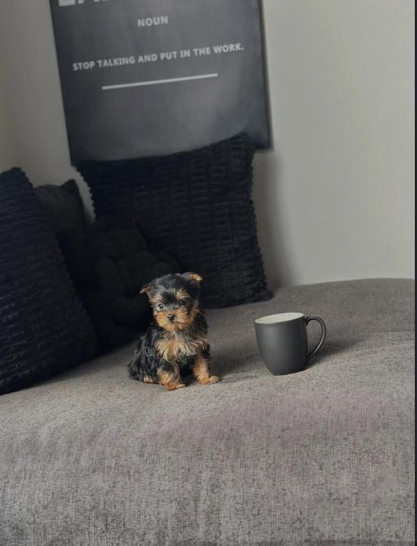 Tino, Yorkie