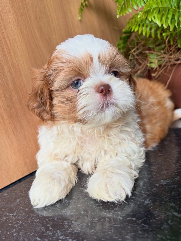 Milo, Shih Tzu
