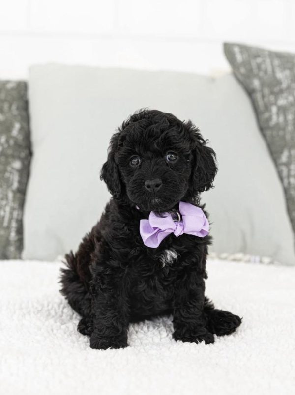 Kanga, Toy Poodle