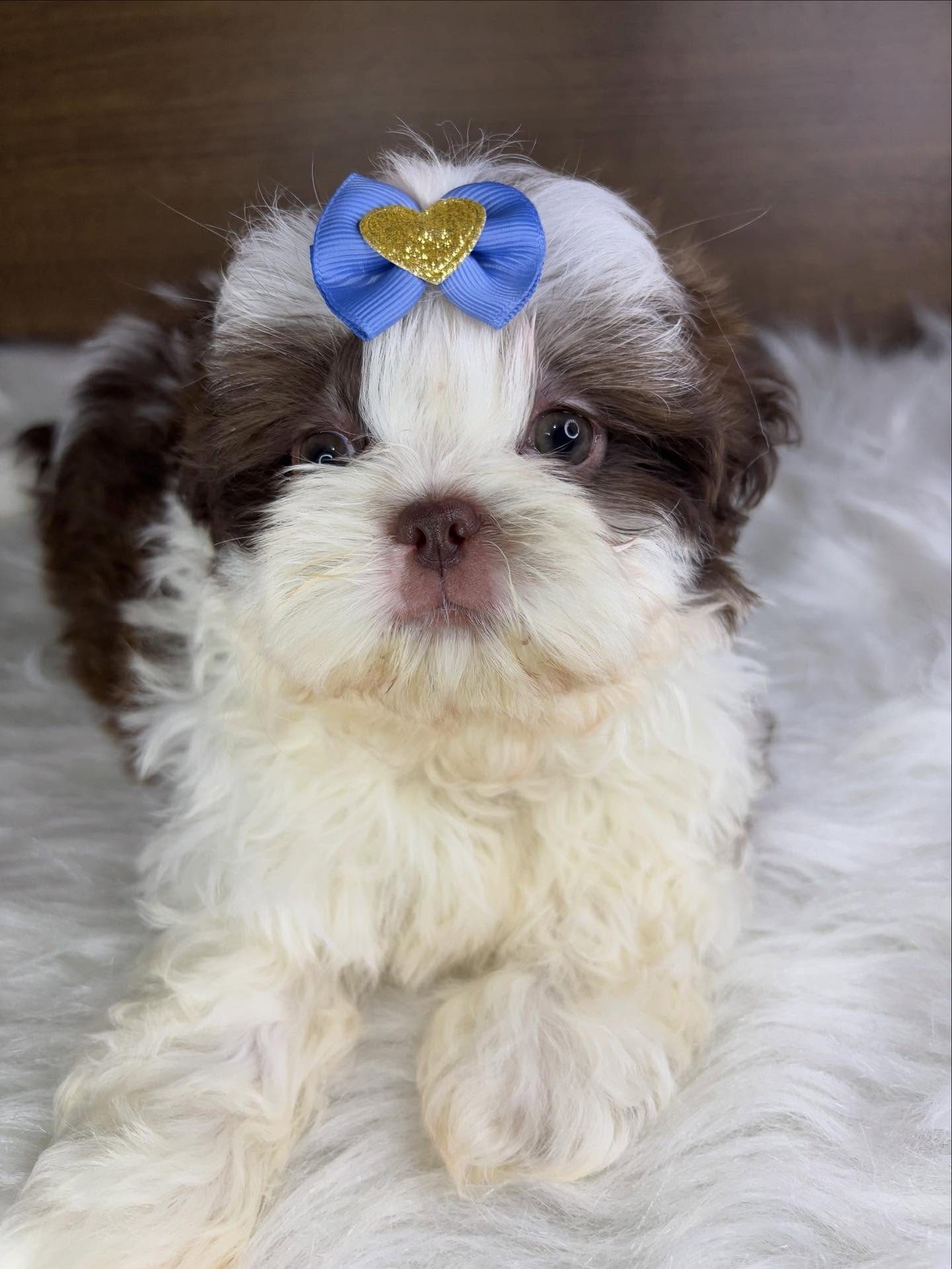 Teddy